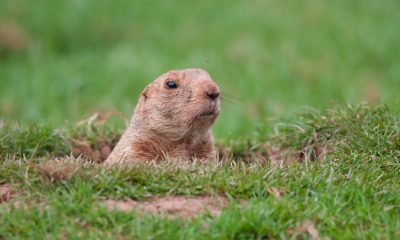 Groundhog Day: Save Energy with These Tips | Electricity Company in Texas